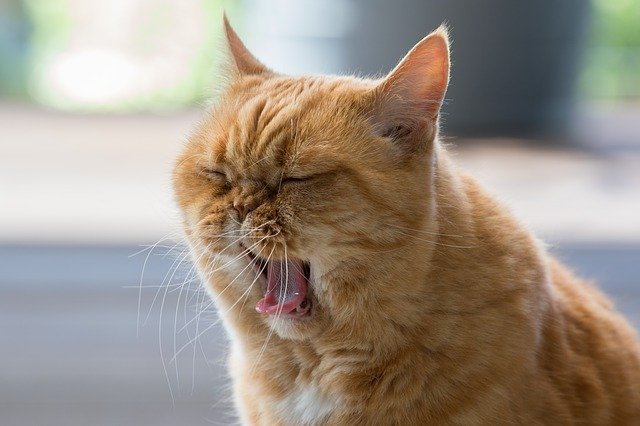 cat-4144845_640.jpg