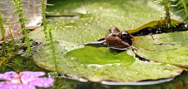 frog-1445496_1280.jpg